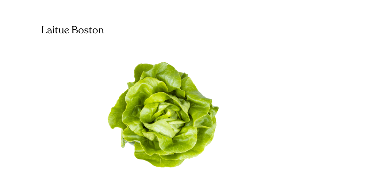 Laitue Boston