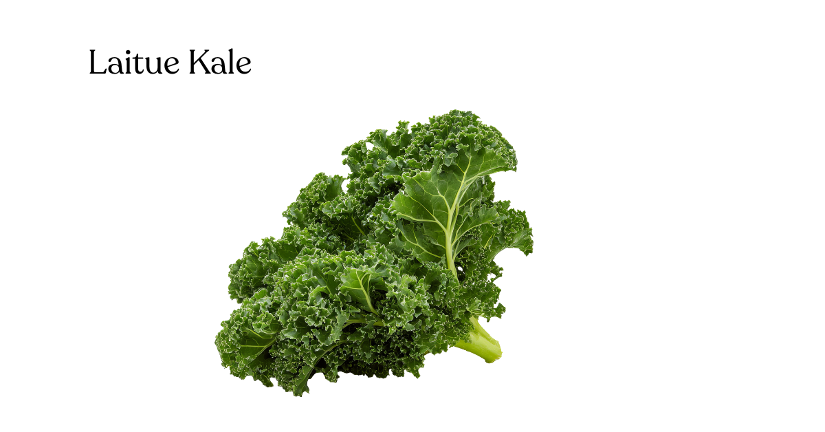 Laitue Kale